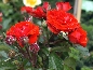 Róża patiowa (Rosa) 